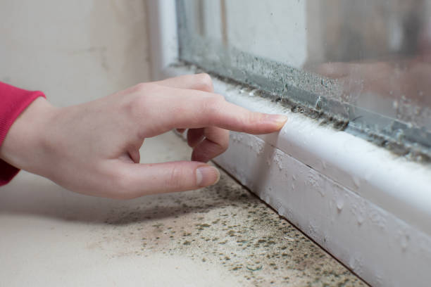 Best Attic Mold Removal  in Grosse Pointe, MI