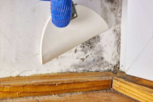 Best Dehumidification Services  in Grosse Pointe, MI