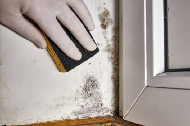 Best Comprehensive Air Testing for Mold Contaminants  in Grosse Pointe, MI